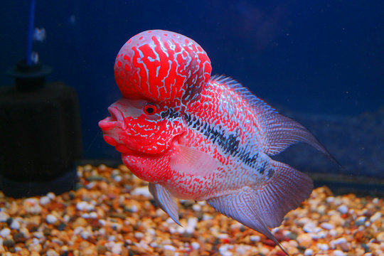Beautiful flowerhorn fish pet in blue aquarium water 