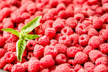 Fresh raspberry and basil background closeup photo.Top view..Detox diet food and raw vegan concept.