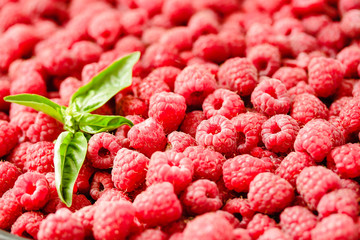 Fresh raspberry and basil background closeup photo.Top view..Detox diet food and raw vegan concept.Organic.