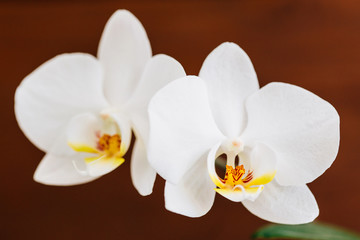 Naklejka na ściany i meble White Blooming orchid. Closeup beautiful flower