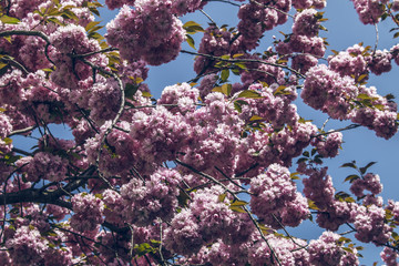 Cherry Blossom Bonn