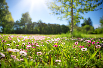 Meadow with lots of white and pink spring daisy flowers in sunny day. Nature landscape in estonia...