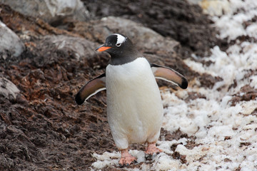 Gentoo penguin going