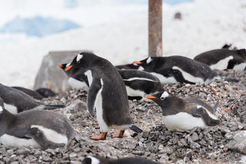 Naklejka premium Gentoo penguin's colony