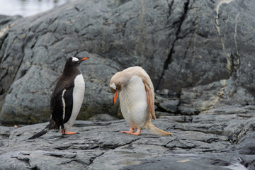 Two gentoo penguins - black and grey