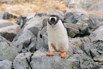 Gentoo penguin going