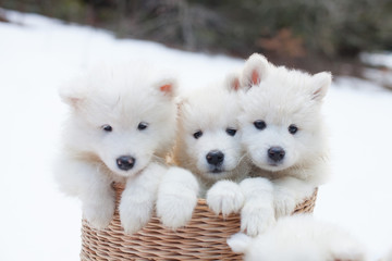 SAMOYEDE PUPPY CHIOT NATURE FORET