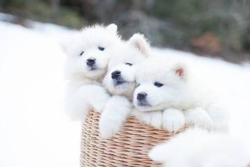 SAMOYEDE PUPPY CHIOTS FORET NATURE