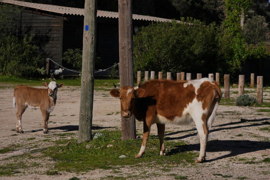 Hausrinder Korsika