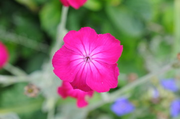 Pink Flower 