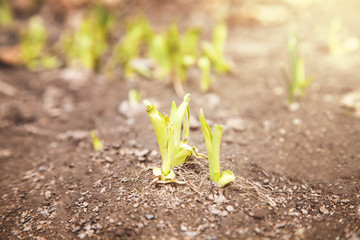 Young plants growing out from soil.