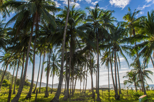 group of palm trees in wild Safari beach in El Nido, Palawan, Philippines © anyabr