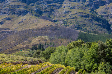 Obraz premium South African Landscape