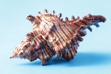 Obraz na płótnie Canvas Sea shell closeup on blue background