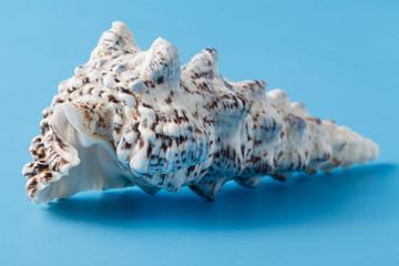 Obraz na płótnie Canvas Sea shell closeup on blue background