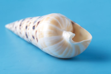 Sea shell closeup on blue background