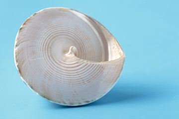 Sea shell closeup on blue background