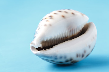 Sea shell closeup on blue background