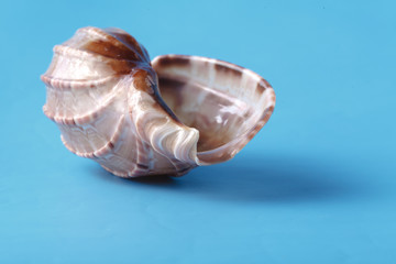 Close up view of big sea shell on plain blue background