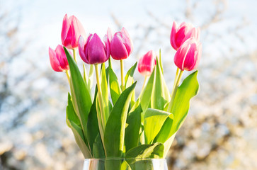flowering tulips with cherry tree in background