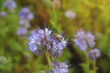 Obraz premium Purble Phacelia flower field in summer