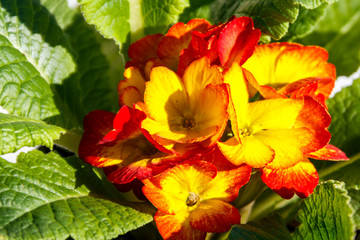 Close-up of the yellow-red primula acaulis flowers