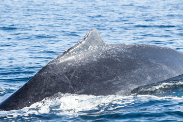 Fototapeta premium Humpback Dorsal Fin