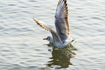 カモメ　seagull