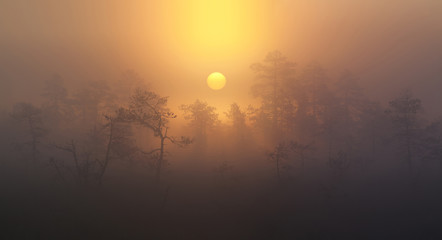 Obraz premium Sunrise in the foggy Bog