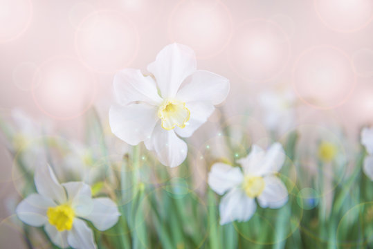 Abstract background with white daffodils