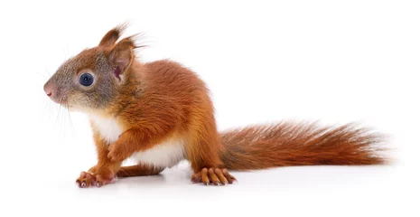 Badezimmer Foto Rückwand Eurasisches rotes Eichhörnchen. © Anatolii