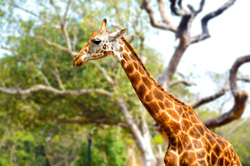 Giraffe