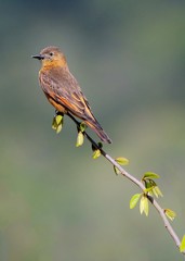  Hirundinea ferruginea / Cliff Flycatcher / Gibão-de-couro