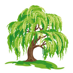 Vector drawing of willow tree - obrazy, fototapety, plakaty