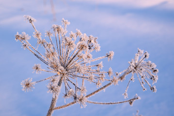 Hoarfrost on a dry inflorescence