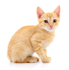 Kitten on white background.