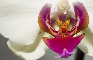 Fototapeta na wymiar Close up of white orchid flower