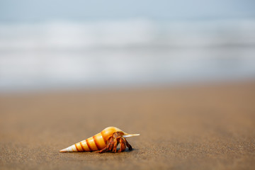 hermit crab on the beach in Varkala