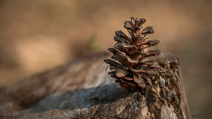 Dried Sugar Pine