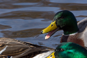 A male Mallard duck swimming through Loch Lomond 