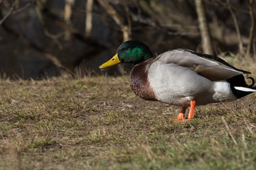 A male Mallard duck standing on the river bank 