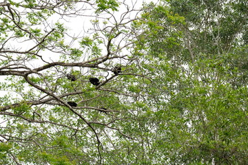 Colorful birdlife of Costa Rica