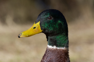 A close head shot of a colourful male Mallard Duck