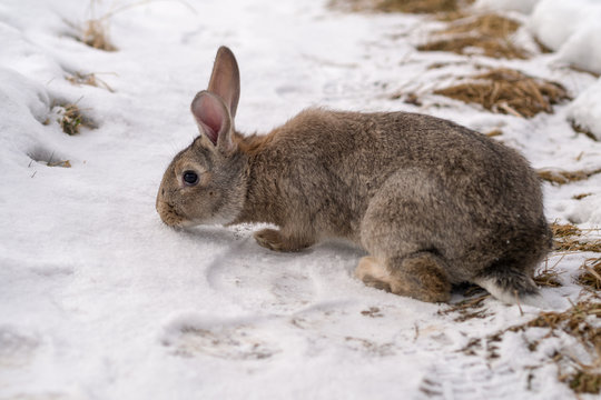 brown rabbit on snow