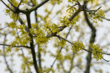 Blühender Baum mit Knospen im Frühling