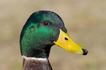 A close head shot of a colourful male Mallard Duck