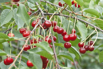 red cherry on a tree