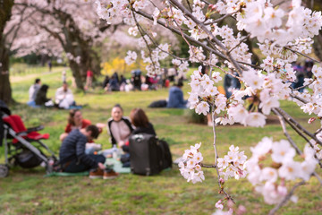 Mensen die picknicken onder kersenbomen in Tokyo, Japan Mensen die kersenbloesem bekijken in een park in Tokyo