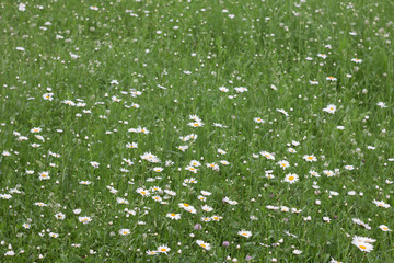 chamomile field