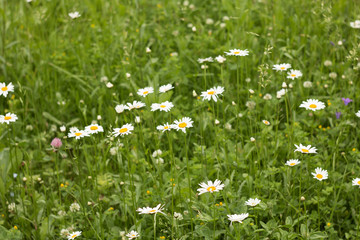 chamomile field